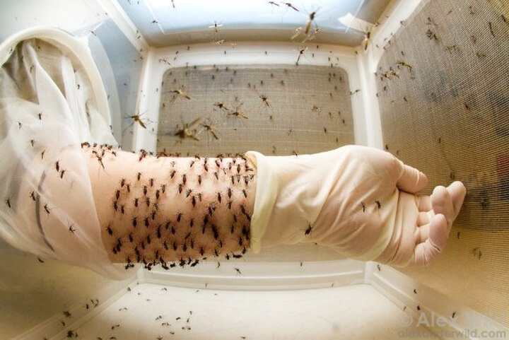 A researcher at Rockefeller University feeds her stock of yellow fever mosquitoes.